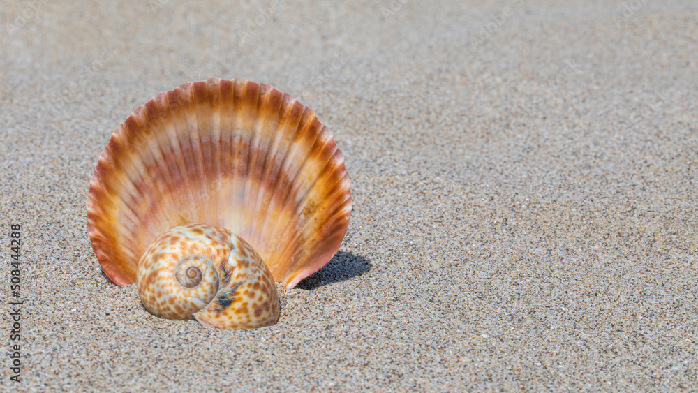 Hebräische Nabelschnecke, Fächerschnecke Hebräische Nabelschnecke, Fächerschnecke