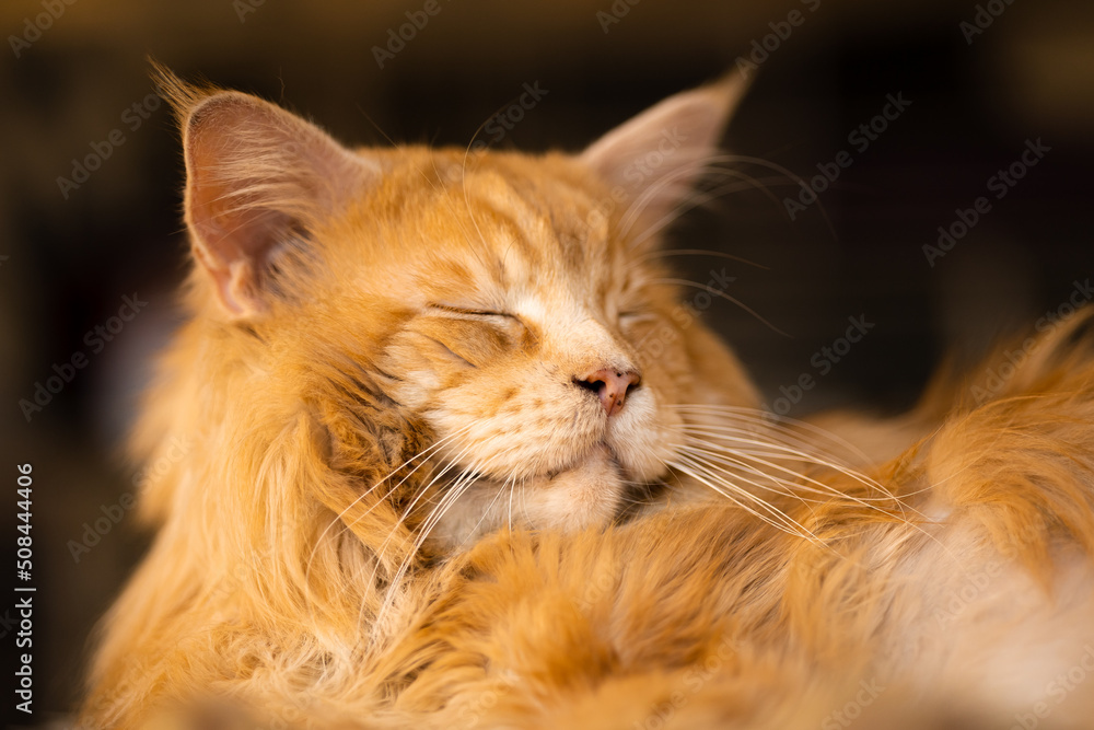 Beautiful red fluffy purebred Maine Coon cat lies with closed eyes, contented animal, close-up