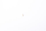 one grain of small white rice in the middle of light white background top view isolated