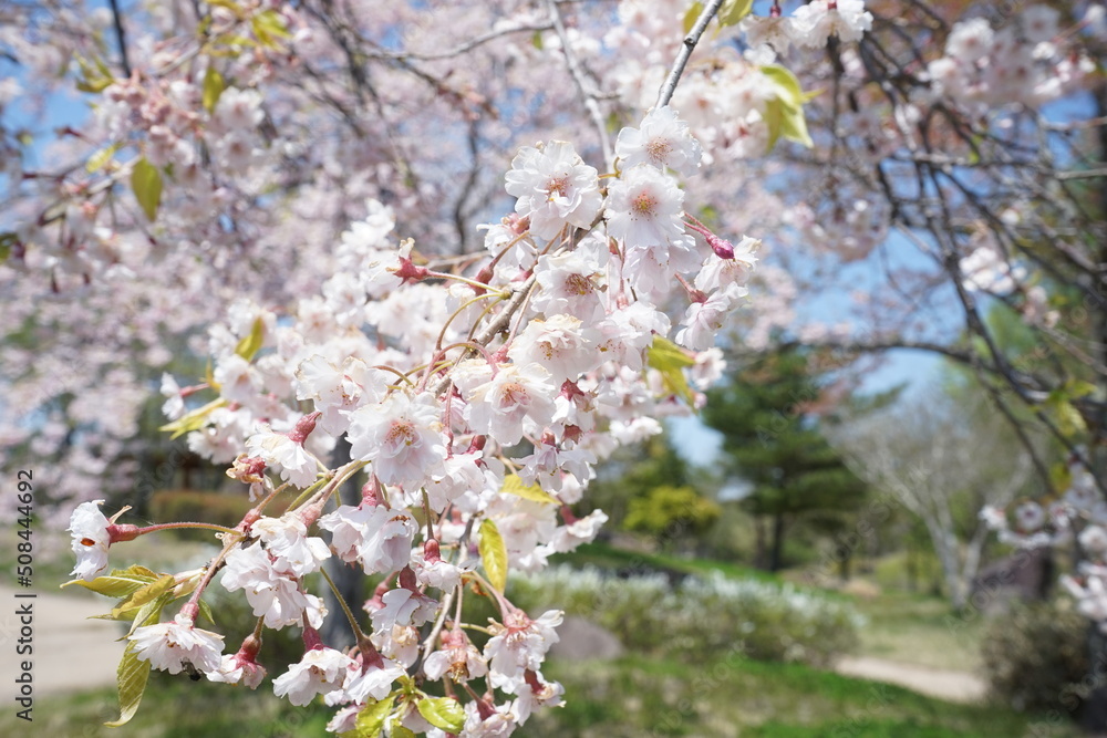 日本 福島県 天鏡台 昭和の森公園 桜の花
