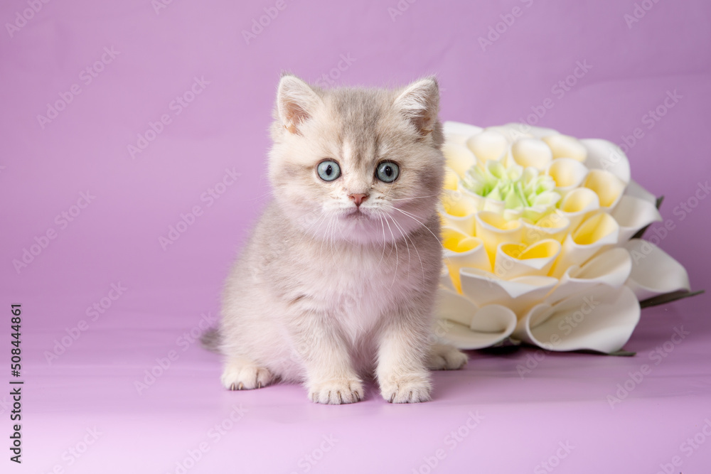 cute, funny little kitten with a flower on a purple background