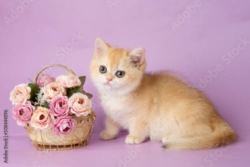 cute, funny little kitten with a flower on a purple background © Olesya Pogosskaya