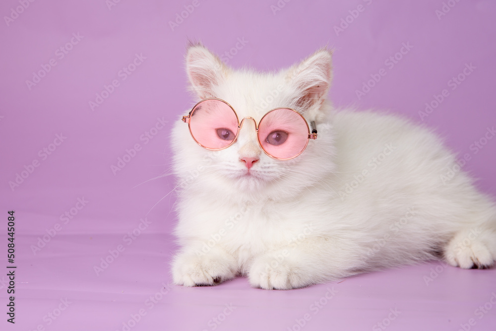 cute, funny little kitten in sunglasses with flowers on a purple background