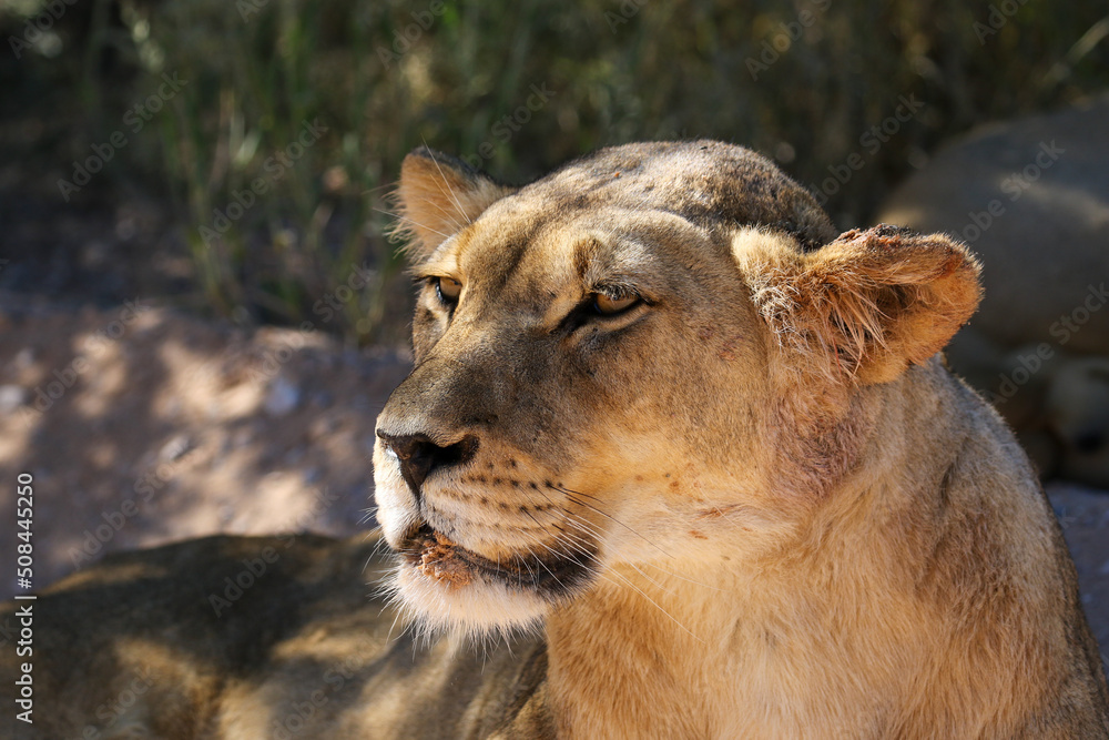 Fototapeta premium Lioness in the Kgalagadi, South Africa