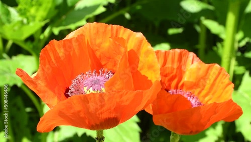 
red turkey poppy flower with bee and bumble bee