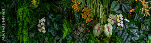 Group background of dark green tropical leaves ( monstera, palm, coconut leaf, fern, palm leaf,bananaleaf) Panorama background. concept of natu #508446635