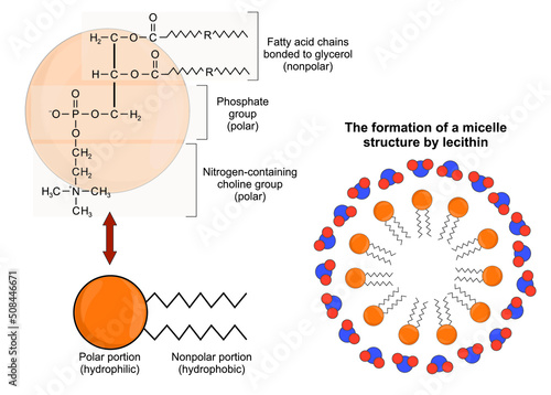 The structure of lecithin and the formation of micelle structure photo