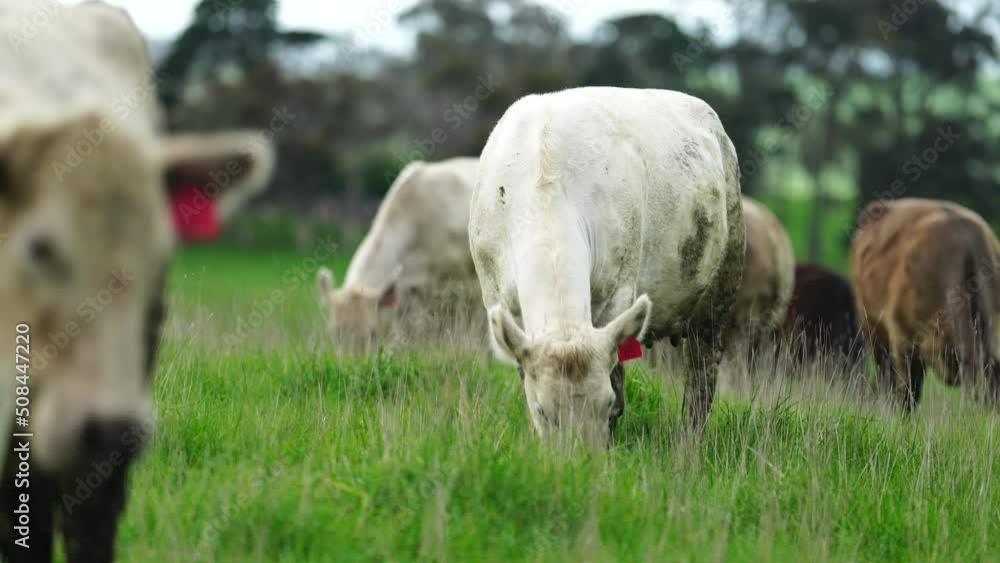 Cows grazing on green long lush pasture in a meadow. cow eating grass Cows grazing on green long lush pasture in a meadow. cow eating grass