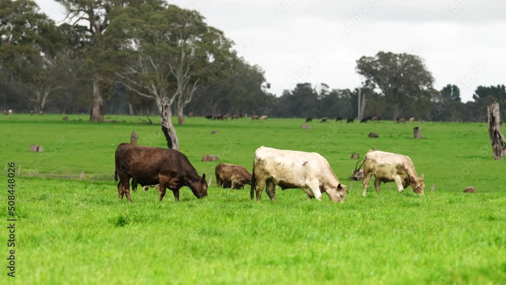 wagyu and angus Cows grazing at sunset on a farm
wagyu and angus Cows grazing at sunset on a farm