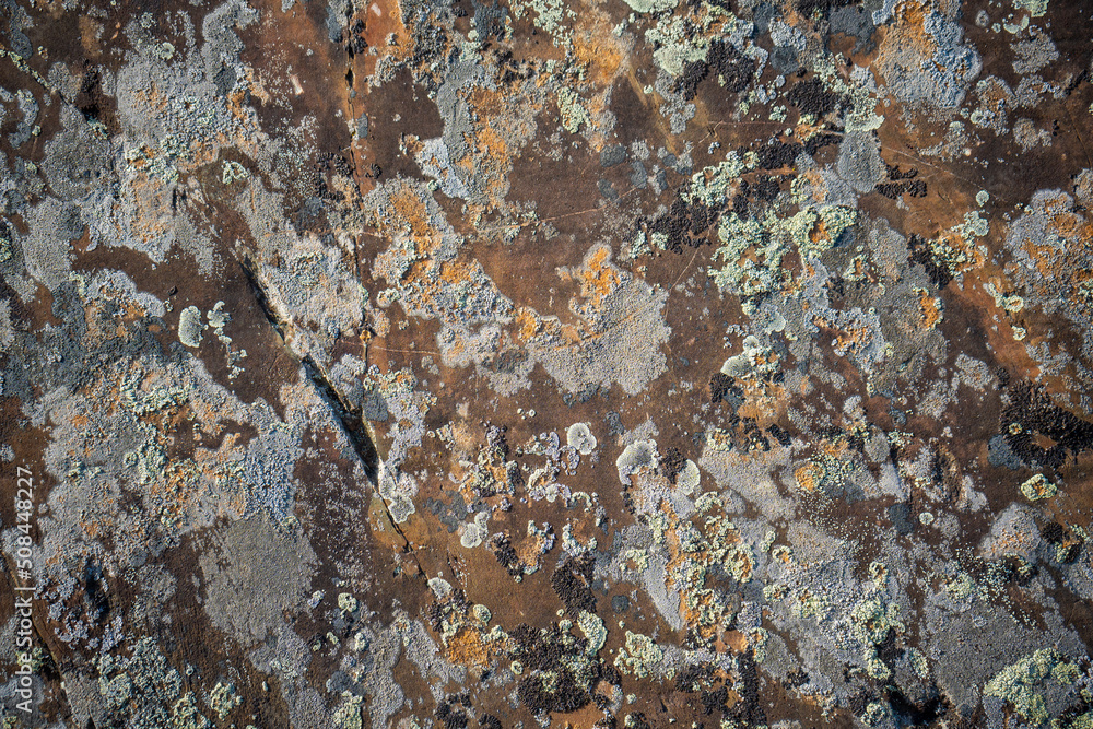 Background texture of a gray brown stone on the rock of the Altai mountains colored in green and white perennial natural moss on a stone from a rock Background texture of a gray brown stone on the rock of the Altai mountains colored in green and white perennial natural moss on a stone from a rock