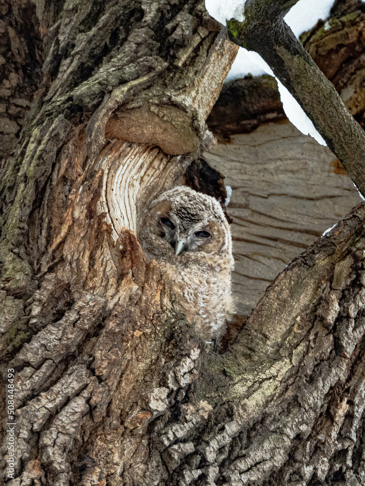 Tawny Owl. The little owl nestling. The chick of the owl. Young owl. An owl in a hollow. Tawny owl nestling in a tree hollow
Tawny Owl. The little owl nestling. The chick of the owl. Young owl. An owl in a hollow. Tawny owl nestling in a tree hollow