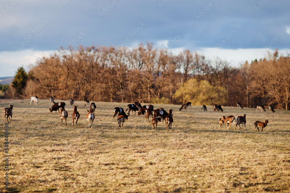 Roe deers and rams in early spring meadow. Obora Holedna park, Brno, Czech Republic.