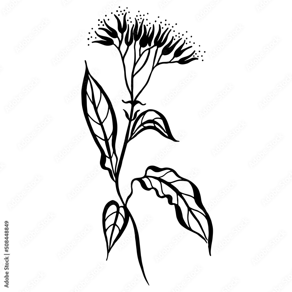 Fototapeta premium Flowers vector line drawing. Botanical sketches.Vector illustration. Wildflowers linear drawing. Spring summer black and white flowers.