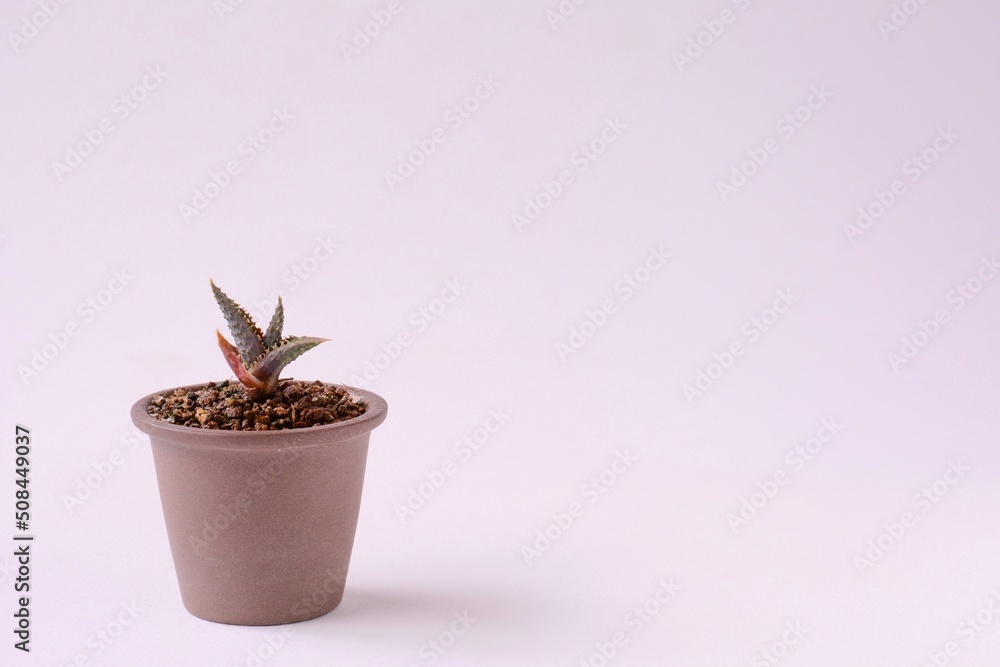 cactus in a pot cactus in a pot