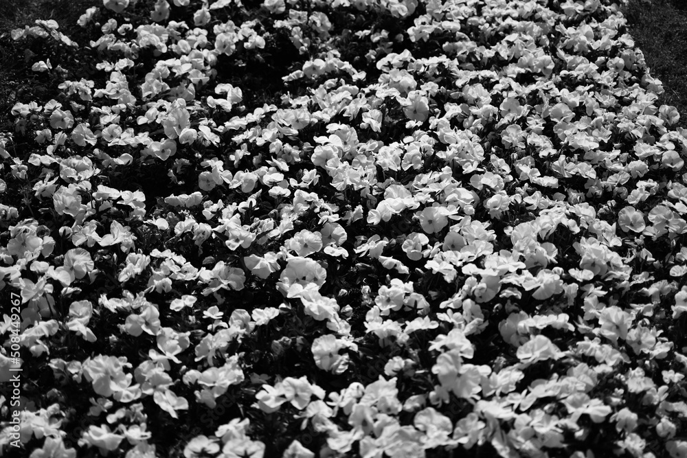 Black And White Tulips, Flowers is a photograph. Black And White Tulips, Flowers is a photograph.