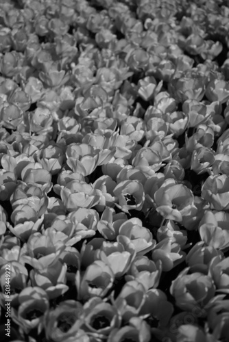 Black And White Tulips, Flowers is a photograph.