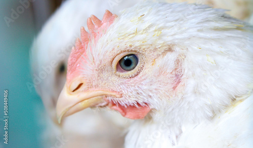 Close-up portrait of a hen behind bars in a henhouse- eye
