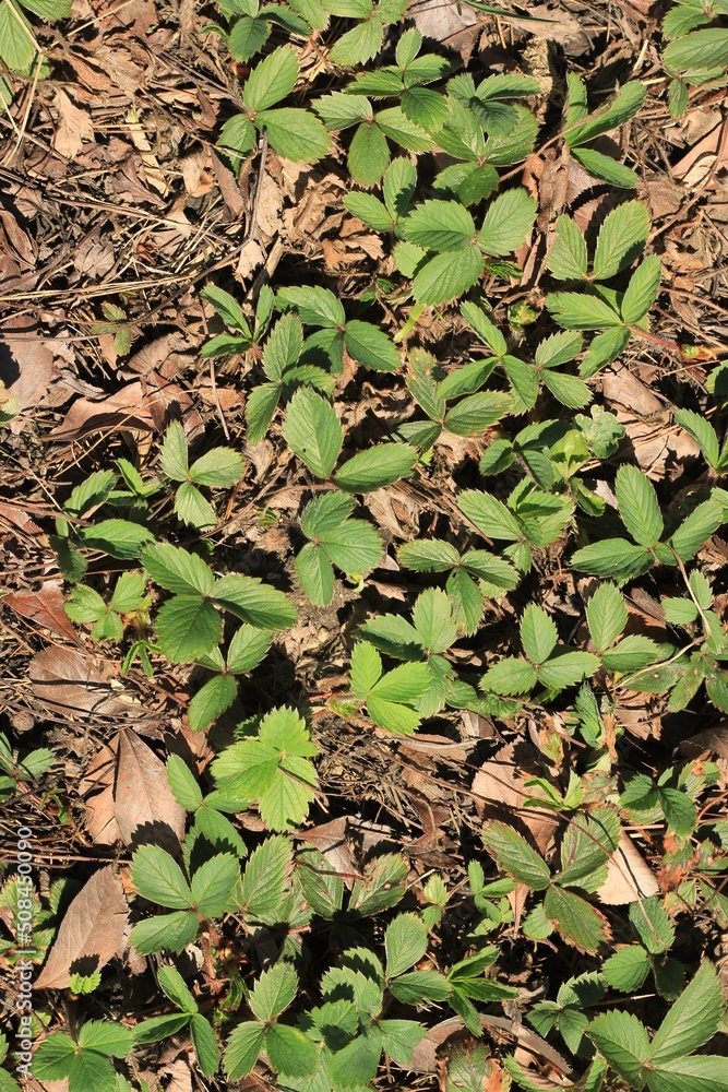 Fototapeta premium Fresh strawberry plants 