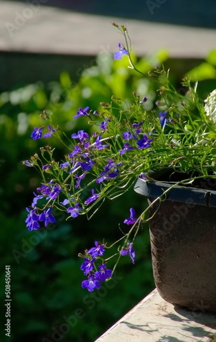 Lobelia in a pot in the sunlight. Blue violet Lobelia in summer garden. Lobelia Erinus. Natural Photo photo