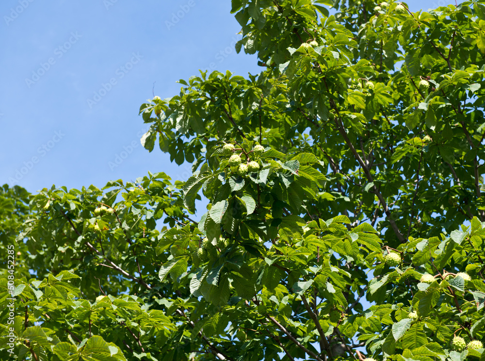 fruits of horse chestnut in sunny spring day fruits of horse chestnut in sunny spring day