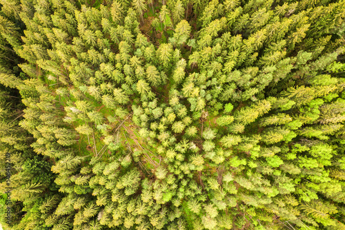 Aerial view of green pine forest with canopies of spruce trees in summer mountains © bilanol