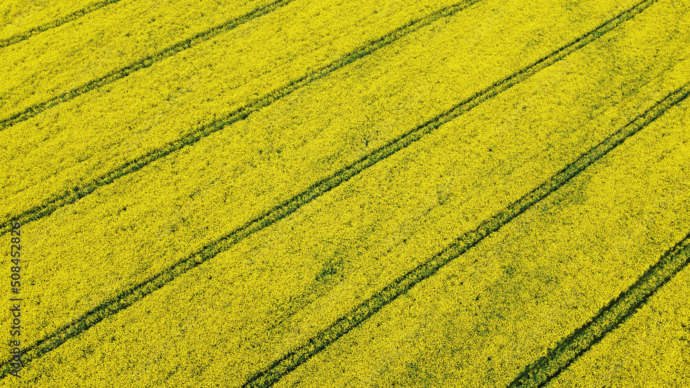 Aerial view of rapeseed yellow fields. Golden texture nature with stripes