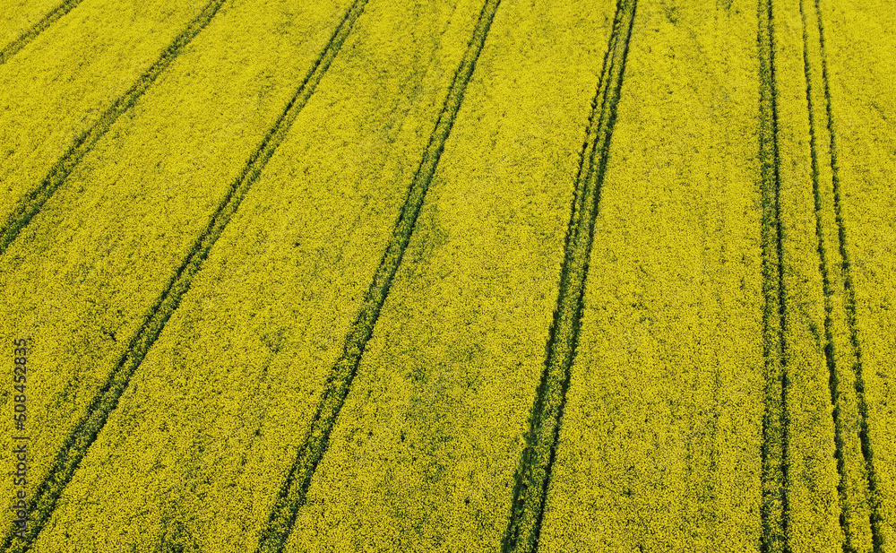 Aerial view of rapeseed yellow fields. Golden texture nature with stripes Aerial view of rapeseed yellow fields. Golden texture nature with stripes