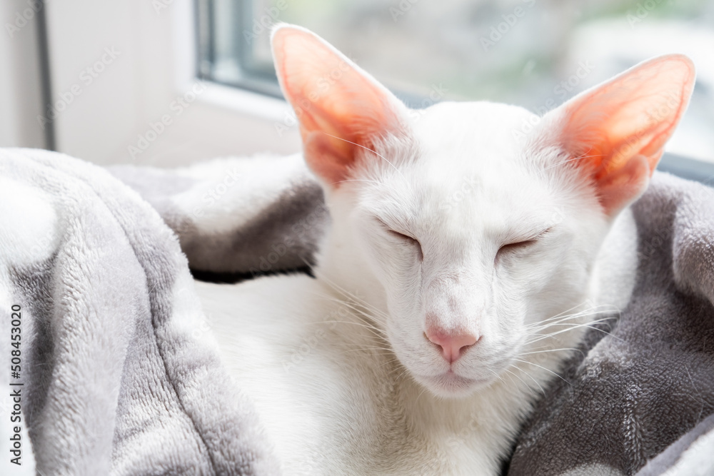 Oriental shorthair white cat sleeping near the window.