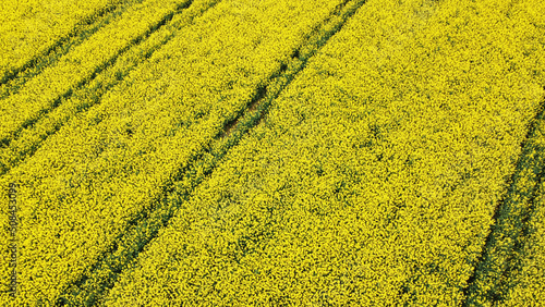 Aerial view of rapeseed yellow fields. Golden texture nature with stripes
