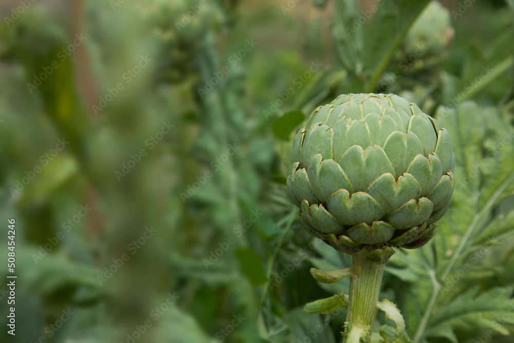Fototapeta premium Fresh artichoke in garden close up shot of green artichoke Healthy organic diet