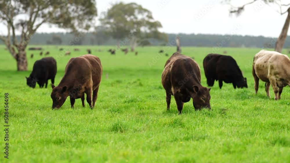 fat beautiful cows eating grass in a field on a farm producing sustainable food and health meat, herd of cattle grazing on pasture. farming cows in the australian agriculture fat beautiful cows eating grass in a field on a farm producing sustainable food and health meat, herd of cattle grazing on pasture. farming cows in the australian agriculture