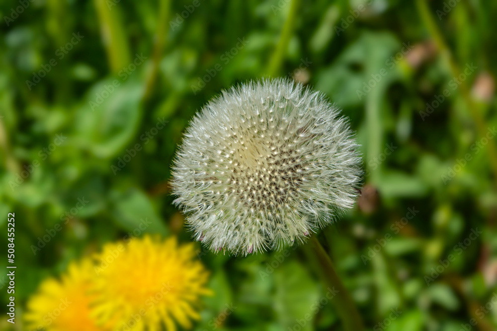 Dandelion seeds blowing in wind in summer field background Dandelion seeds blowing in wind in summer field background