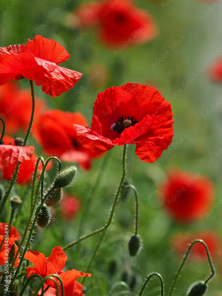 Obraz premium OLYMPUS DIGITAL CAMERA