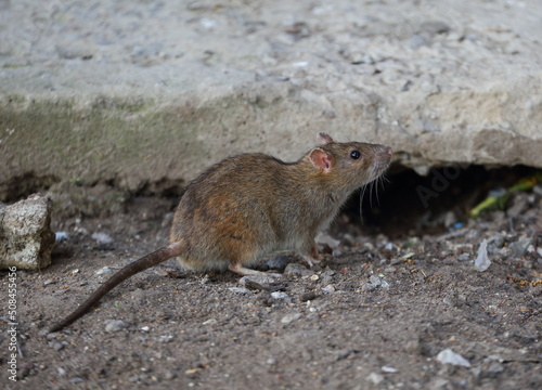 A wild rat near its burrow under a concrete slab photo