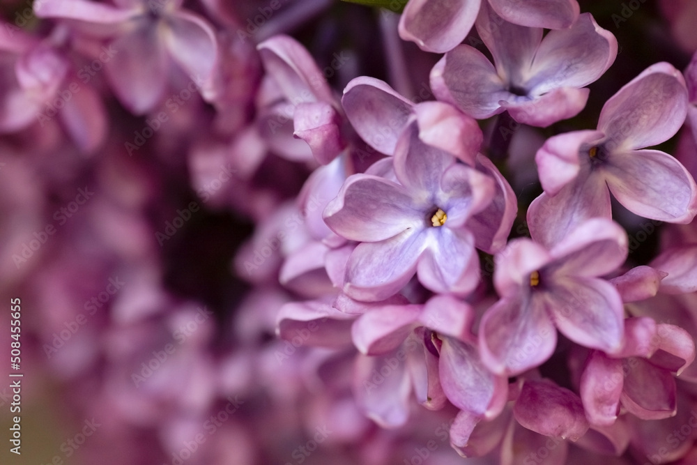 Lilac. Purple abstract background with small lilac flowers. Beautiful floral background with copy space. Lilac. Purple abstract background with small lilac flowers. Beautiful floral background with copy space.