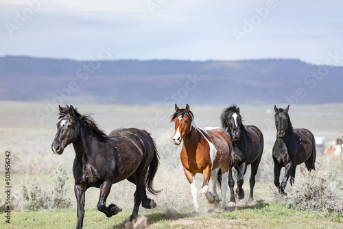 Colorful ranch horse herd in North West Colorado being rounded up and brought in for the summer © christy