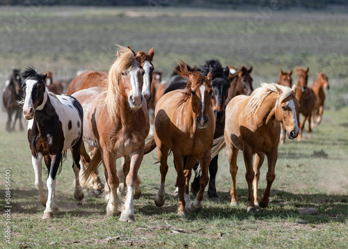 Colorful ranch horse herd in North West Colorado being rounded up and brought in for the summer