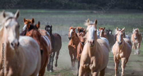 Print op canvas Colorful ranch horse herd in North West Colorado being rounded up and brought in