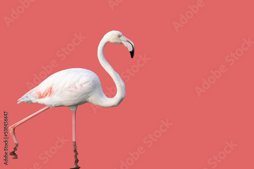 Isolated Flamingo against pink background with copy space, horizontal shot Fototapet