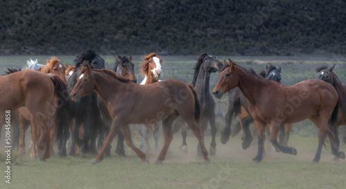 Colorful ranch horse herd in North West Colorado being rounded up and brought in for the summer © christy