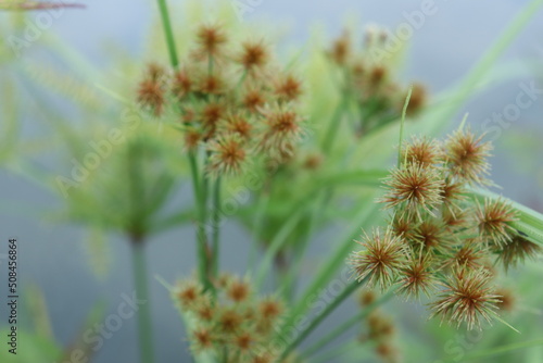 Floer of Cyperus ochraceus, razor clam or cutter grass. Grasses or tropical herbs from America. Family Cyperaceae. blurred background and evening sky 