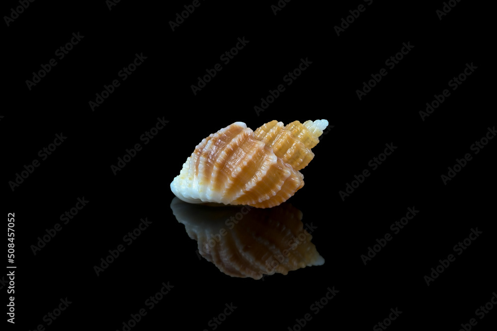 Shell of Scalptia bicolor or Trigonostoma bicolor on black background. It is a marine gastropod mollusk in the family of Cancellariidae, genus of sea snails. L1,8xW1,2x0H0,9 cm