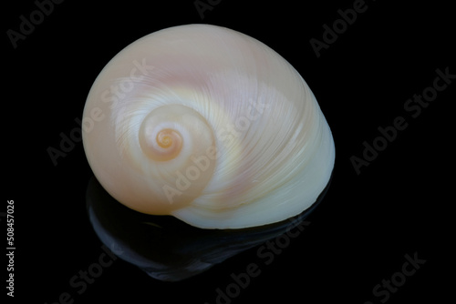 Neverita Didyma or moon shell isolated on black background. It is a marine predatory sea snail and a mollusk in the family Naticidea, Size is L2,6xH1,4xW1,75 cm