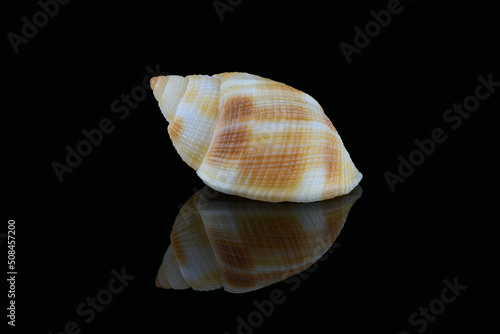 Nassarius seashell, Dubai, UAENassarius seashell, common name nassa mud snails (USA) or dog whelks (UK). Marine gastropod molluscs, Nassariidae family. L3,5xW2xH1,8cm. Found in United Arab Emirates