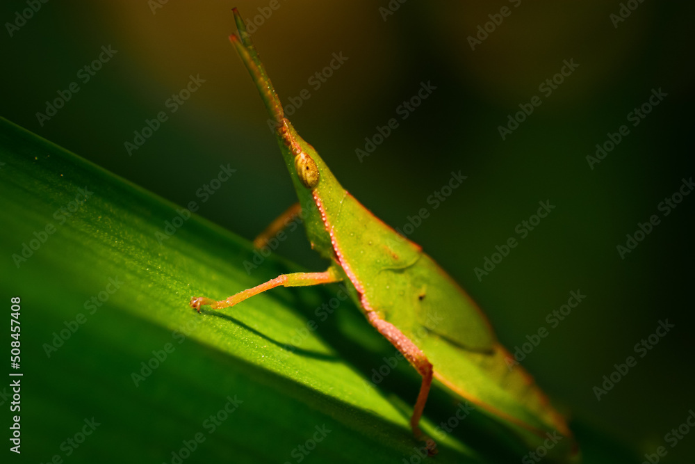 green leaf bug