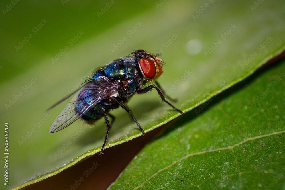 Fototapeta premium fly on leaf