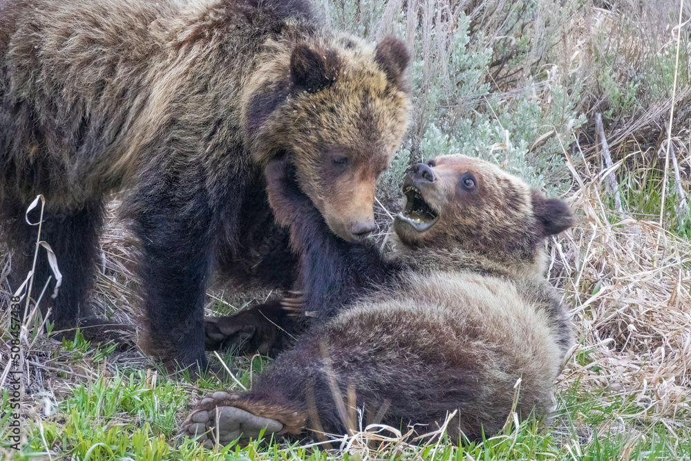 A wild grizzly bear cub to the bear known as 'Felicia' in the Greater Yellowstone Ecosystem in Wyoming.