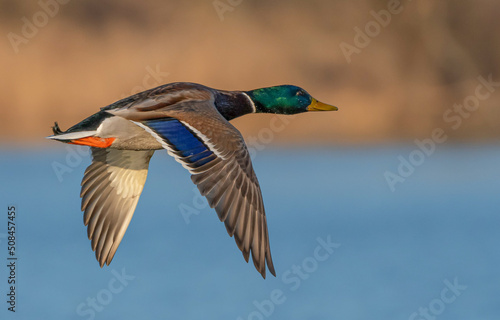 A close-up with a wild male duck flying