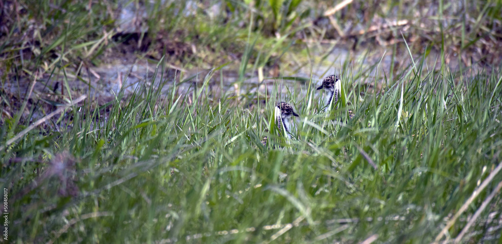 Lapwing chicks hide among the grass Lapwing chicks hide among the grass