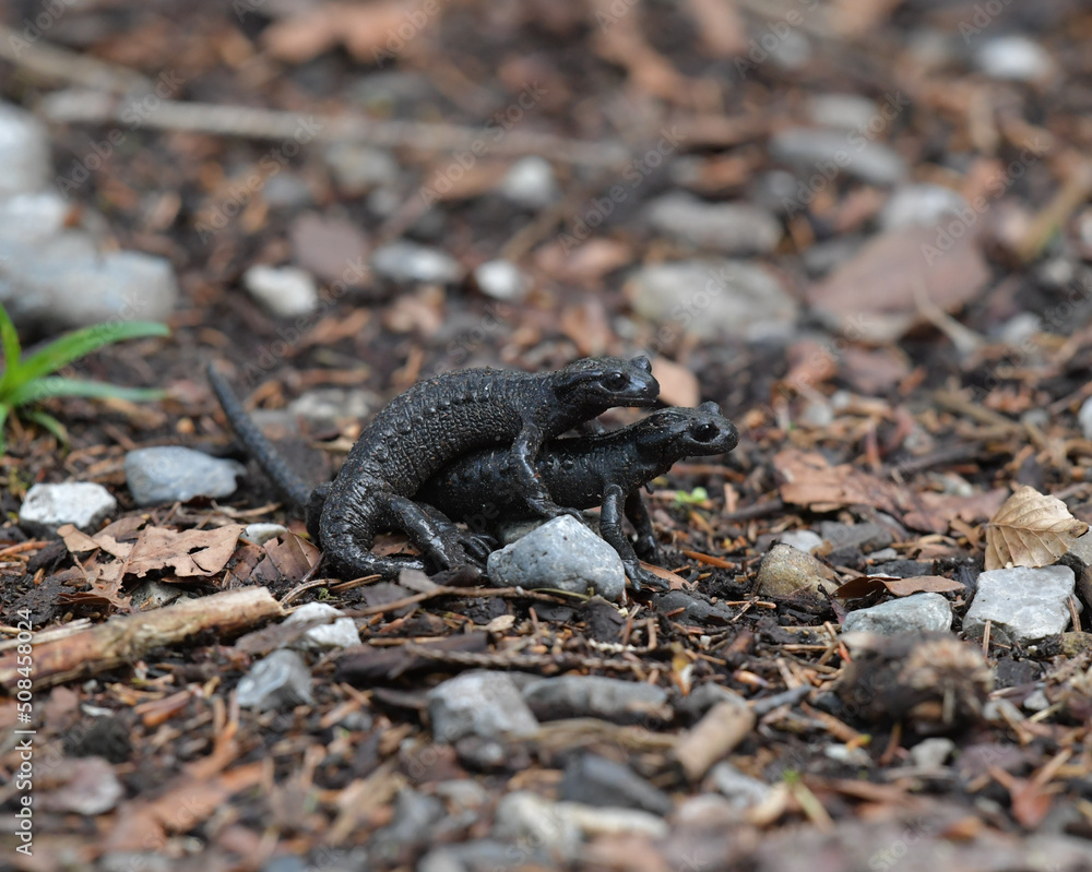 Fototapeta premium Alpensalamander bei der Paarung 